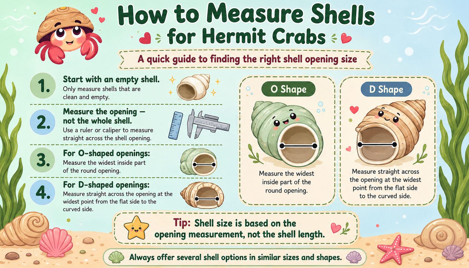 Spotted Turbo Petholatus Shells | 22.5 Hermit Crab Homes | Openings 0.801.09 (set of 3)