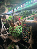 Crabby Canopy -- 3D Printed Moss Pit