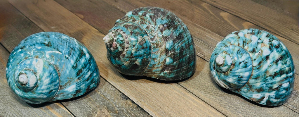 Polished Turbo Jade Green Shells - Single Shell