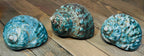 Polished Turbo Jade Green Shells - Single Shell