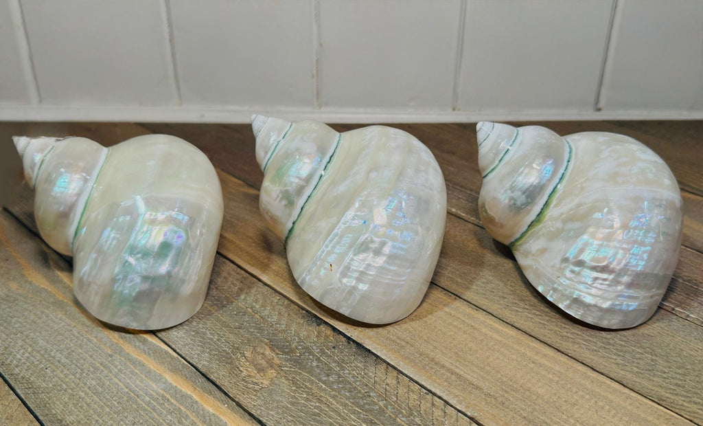 Polished Turbo Jade Pearled Shells (LG/XL) - Single Shell
