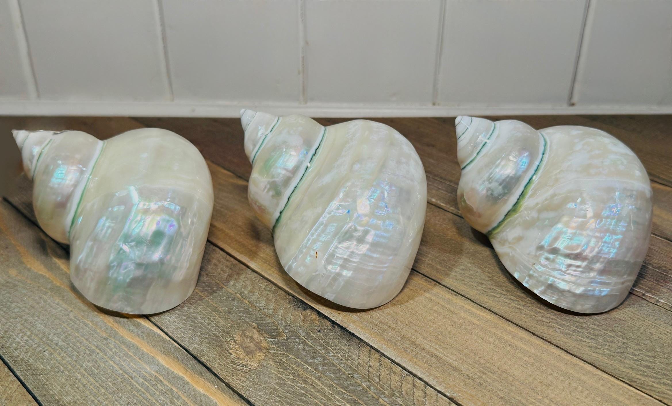 Polished Turbo Jade Pearled Shells (LG/XL) - Single Shell