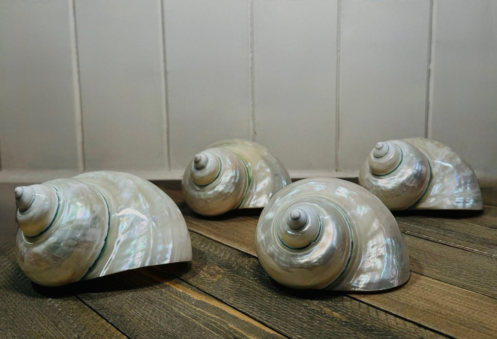 Polished Turbo Jade Pearled Shells (LG/XL) - Single Shell
