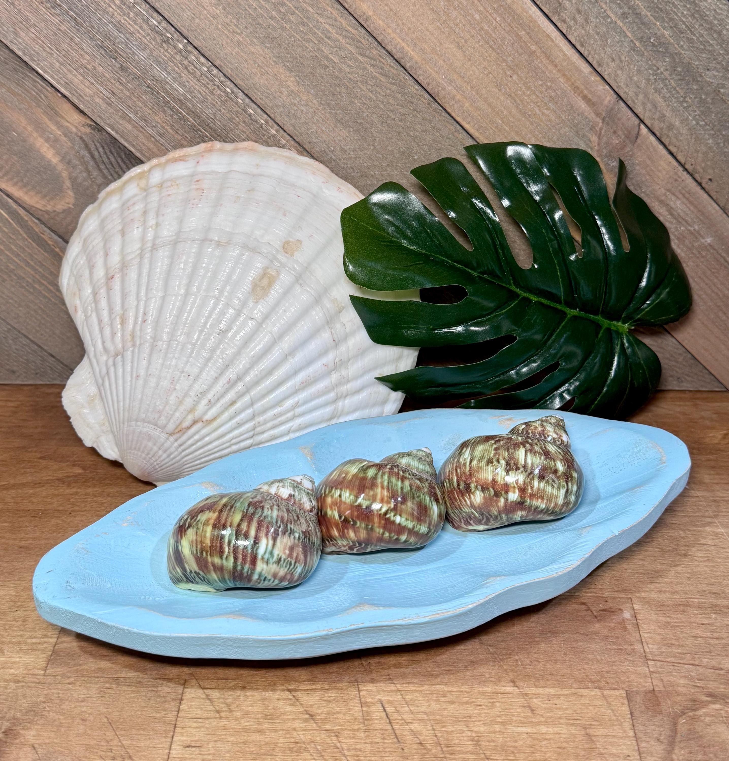 Polished Turbo Petholatus Shells (Set of 3)