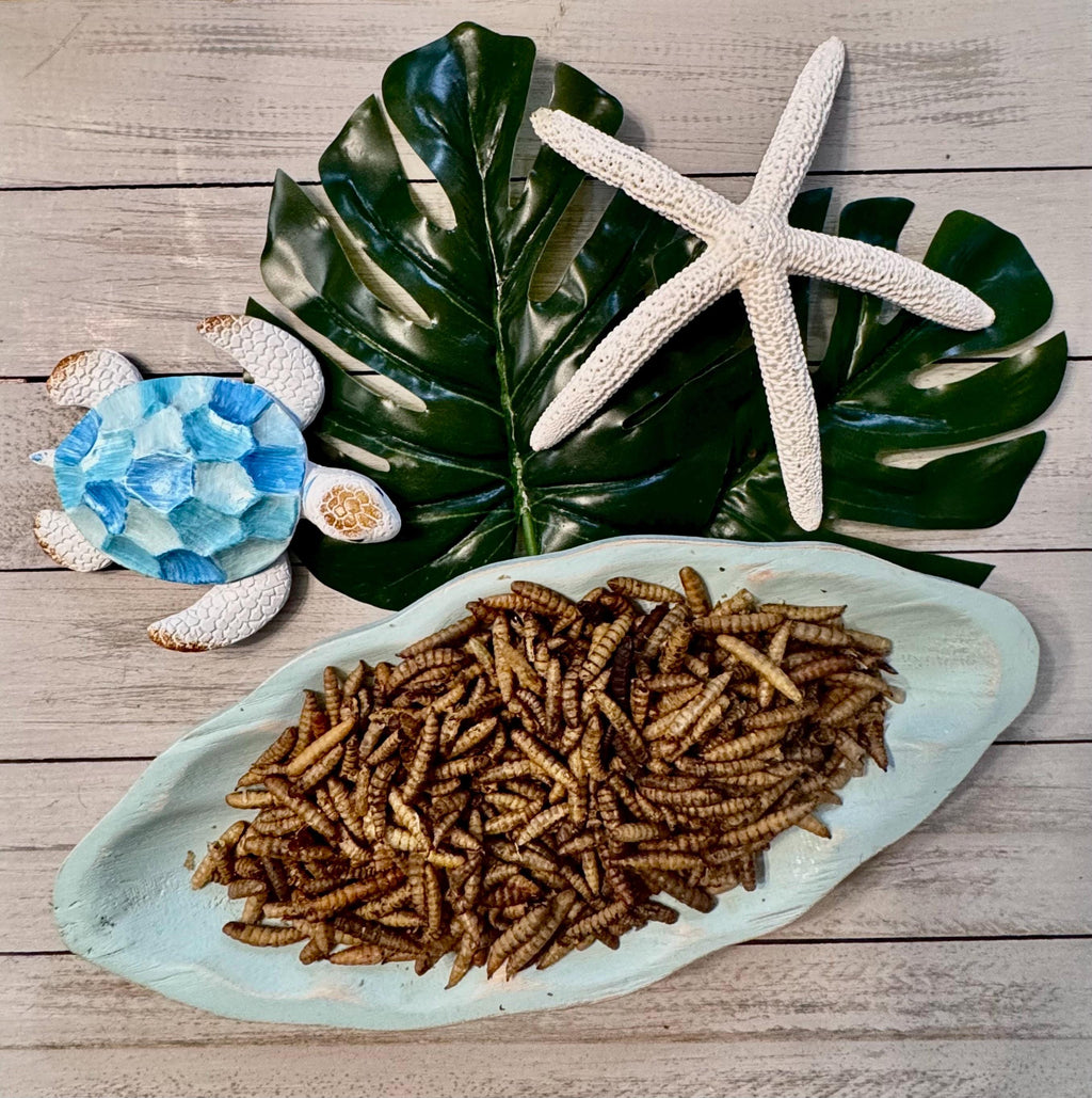 Larvae Crunch  Black Soldier Fly Larvae for Hermit Crabs