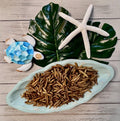 Larvae Crunch  Black Soldier Fly Larvae for Hermit Crabs