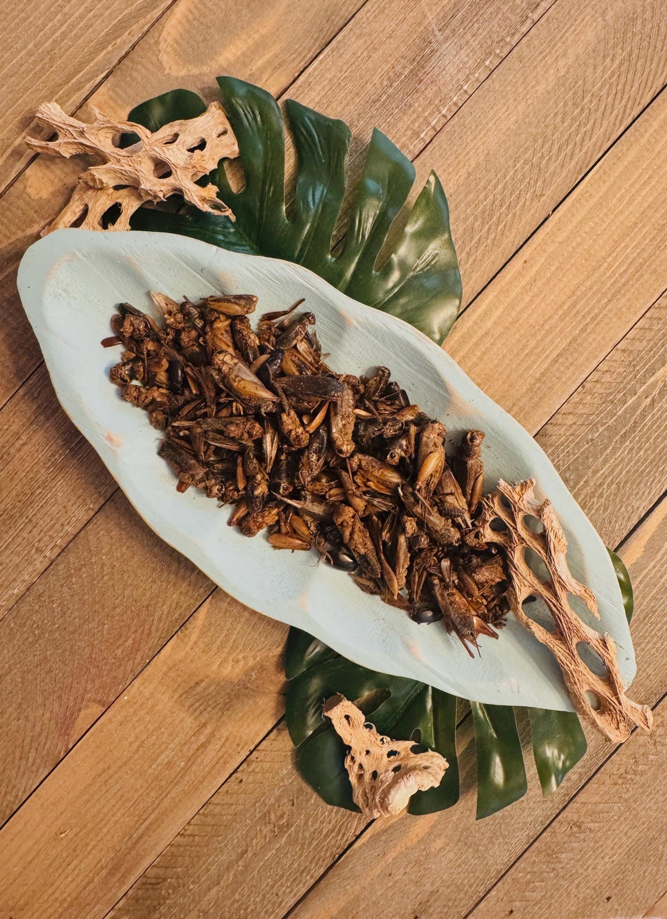 Crunchy Cricket Bites  Freeze-Dried Crickets for Hermit Crabs