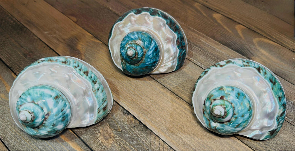 Polished Banded Jade Turbo Shells - Single Shell