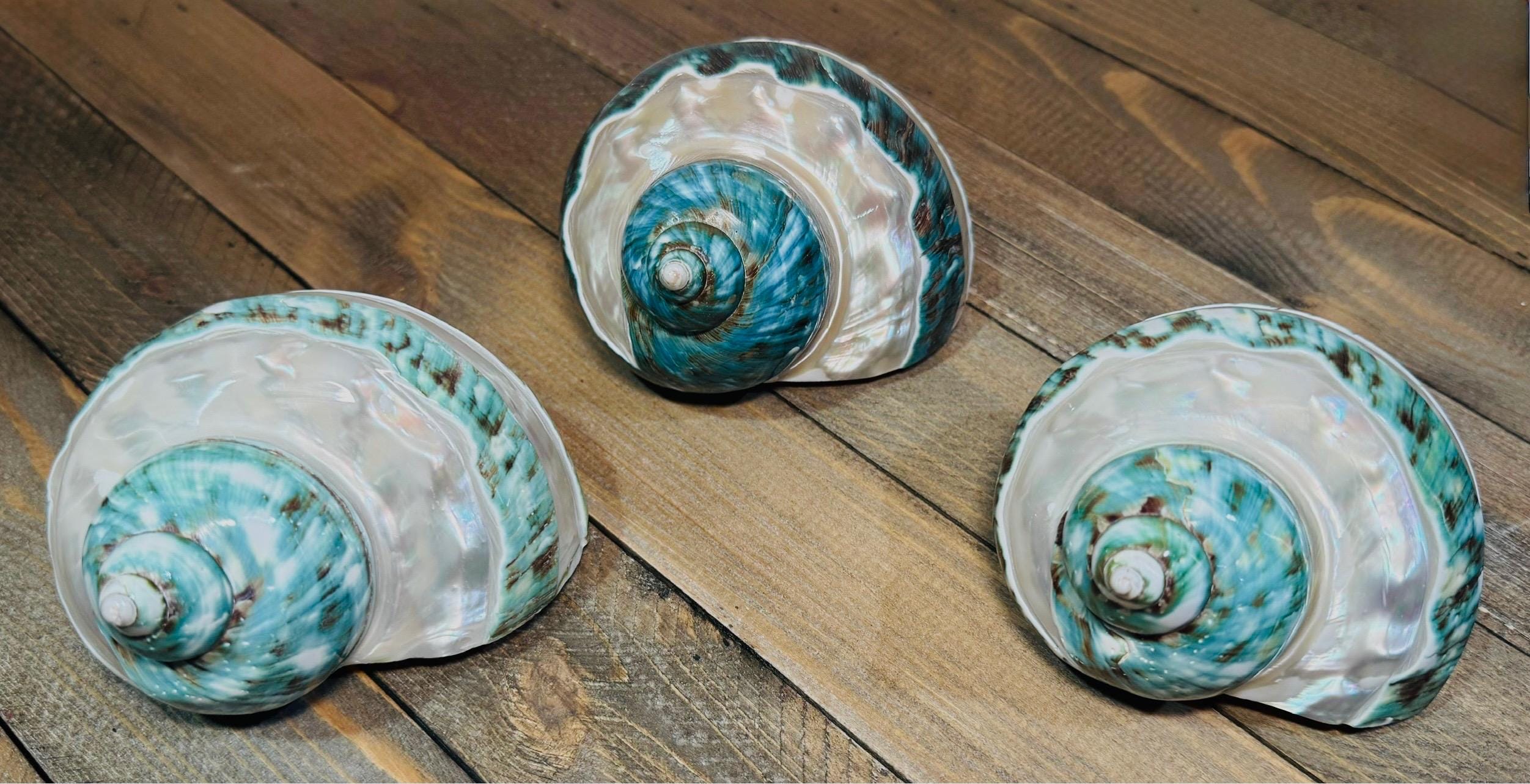 Polished Banded Jade Turbo Shells - Single Shell