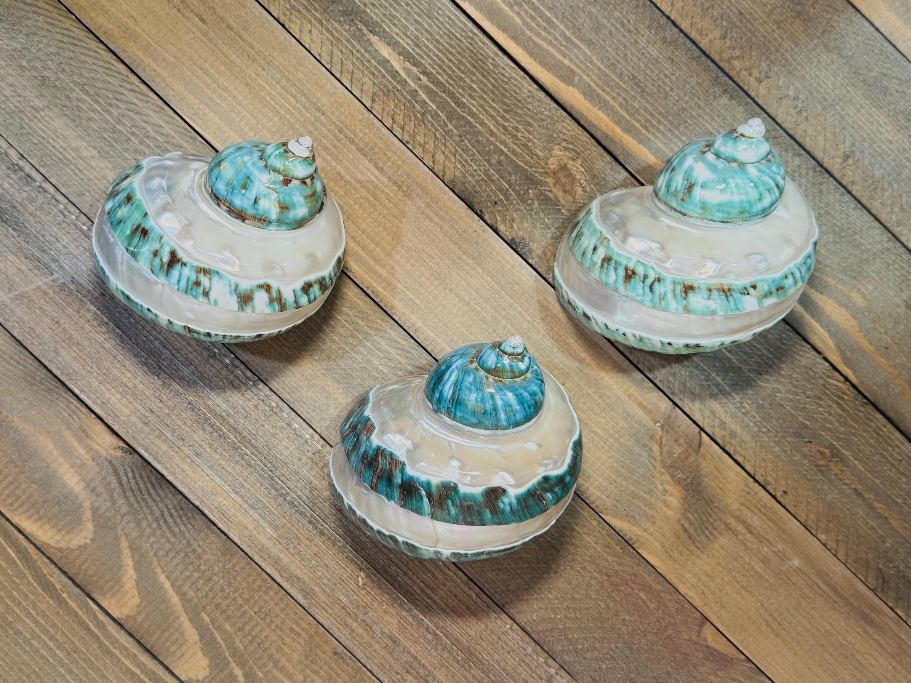 Polished Banded Jade Turbo Shells - Single Shell