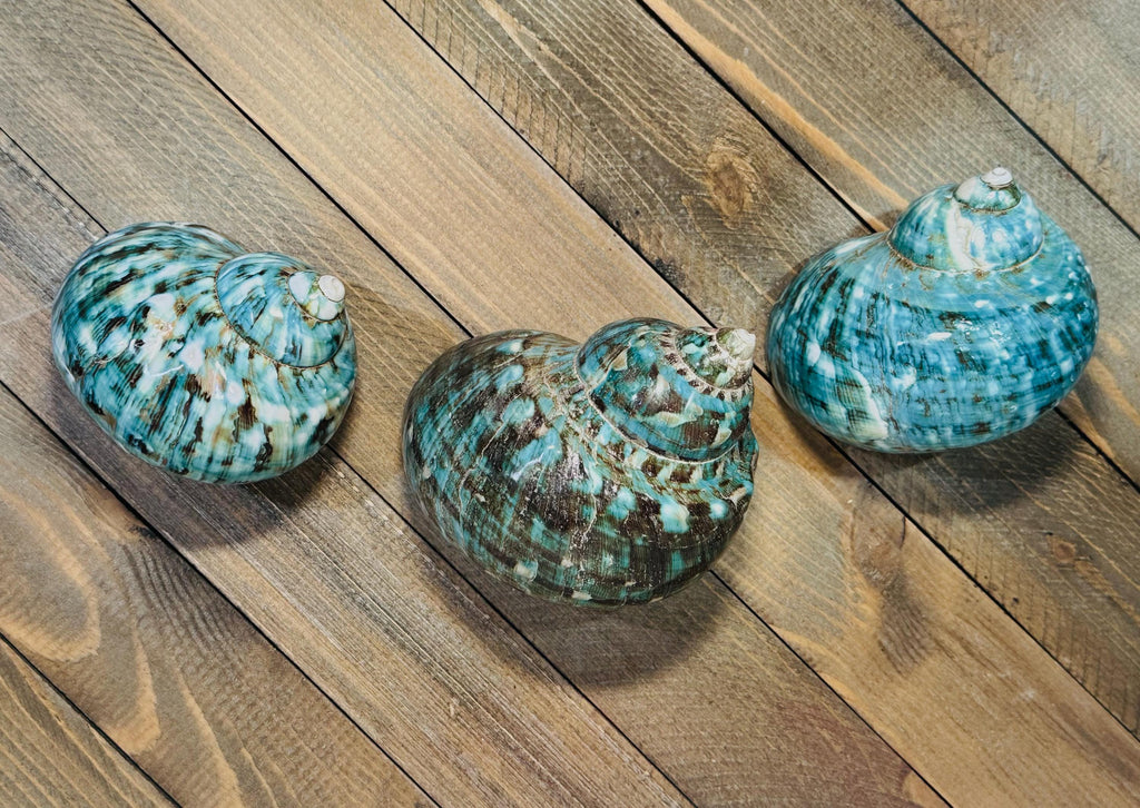 Polished Turbo Jade Green Shells - Single Shell