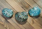 Polished Turbo Jade Green Shells - Single Shell
