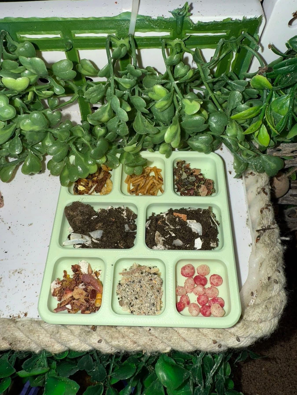 Hermit Crab Food Dish - 8 Slot (3D Printed)