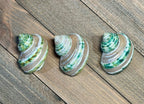 Polished Green Turbo Banded Shells (Set of 3)