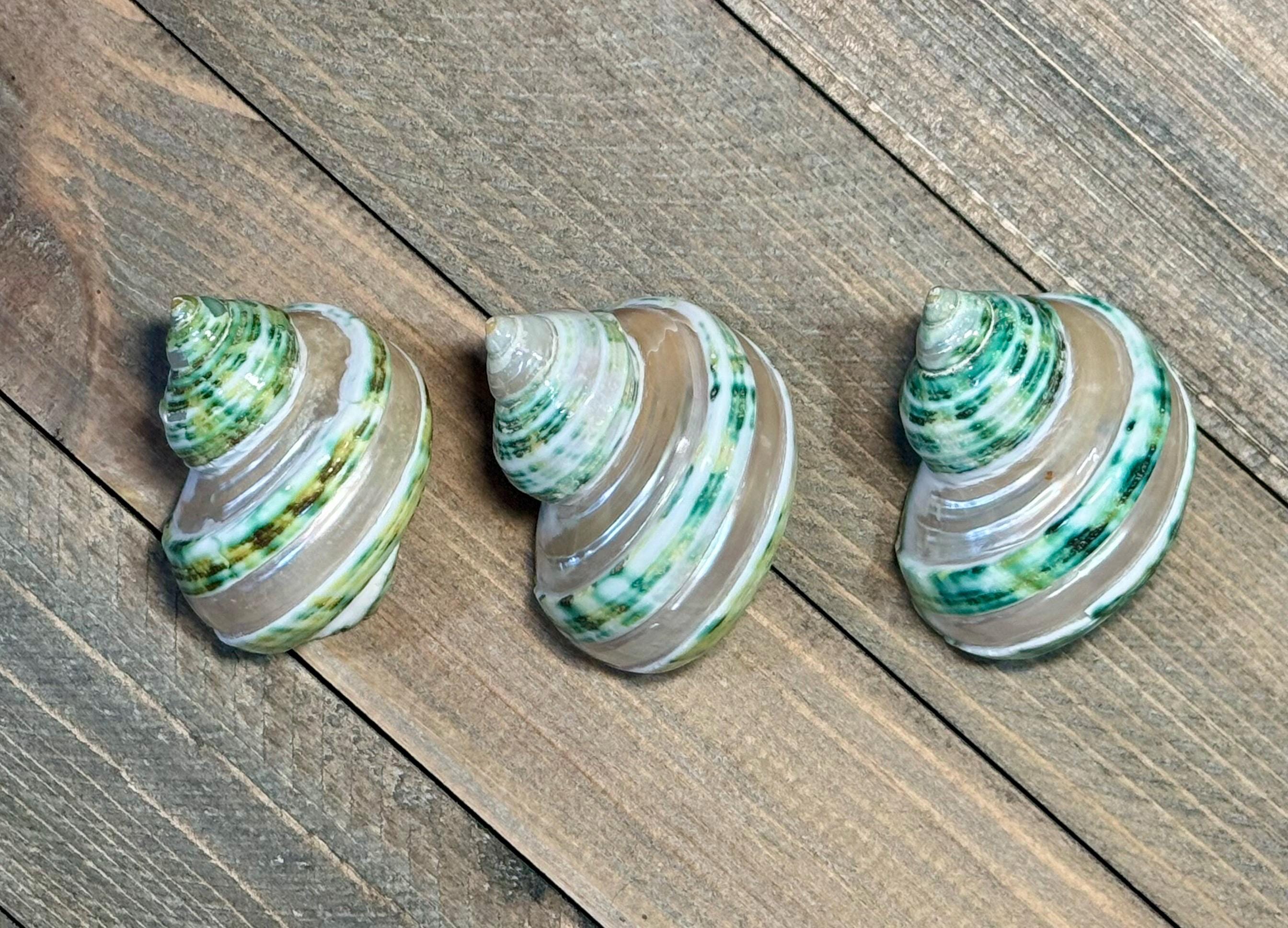 Polished Green Turbo Banded Shells (Set of 3)