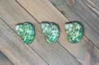 Polished Green Turbo Shells (Set of 3)