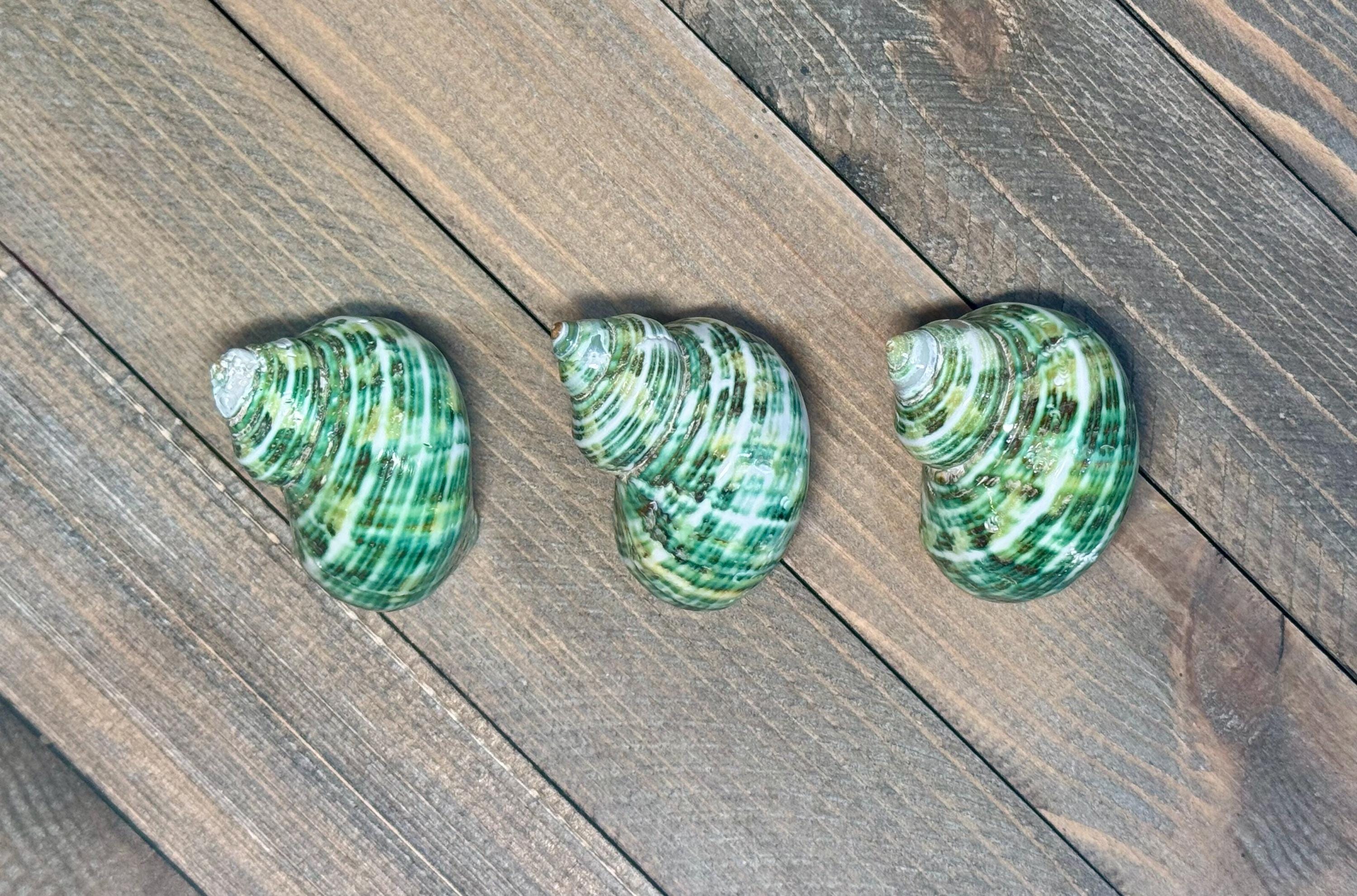 Polished Green Turbo Shells (Set of 3)