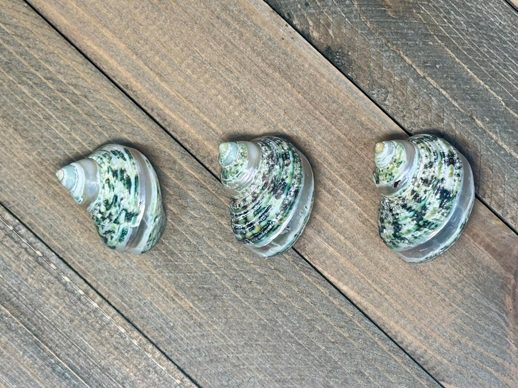 Turbo Bruneus Banded Shells (Set of 3)