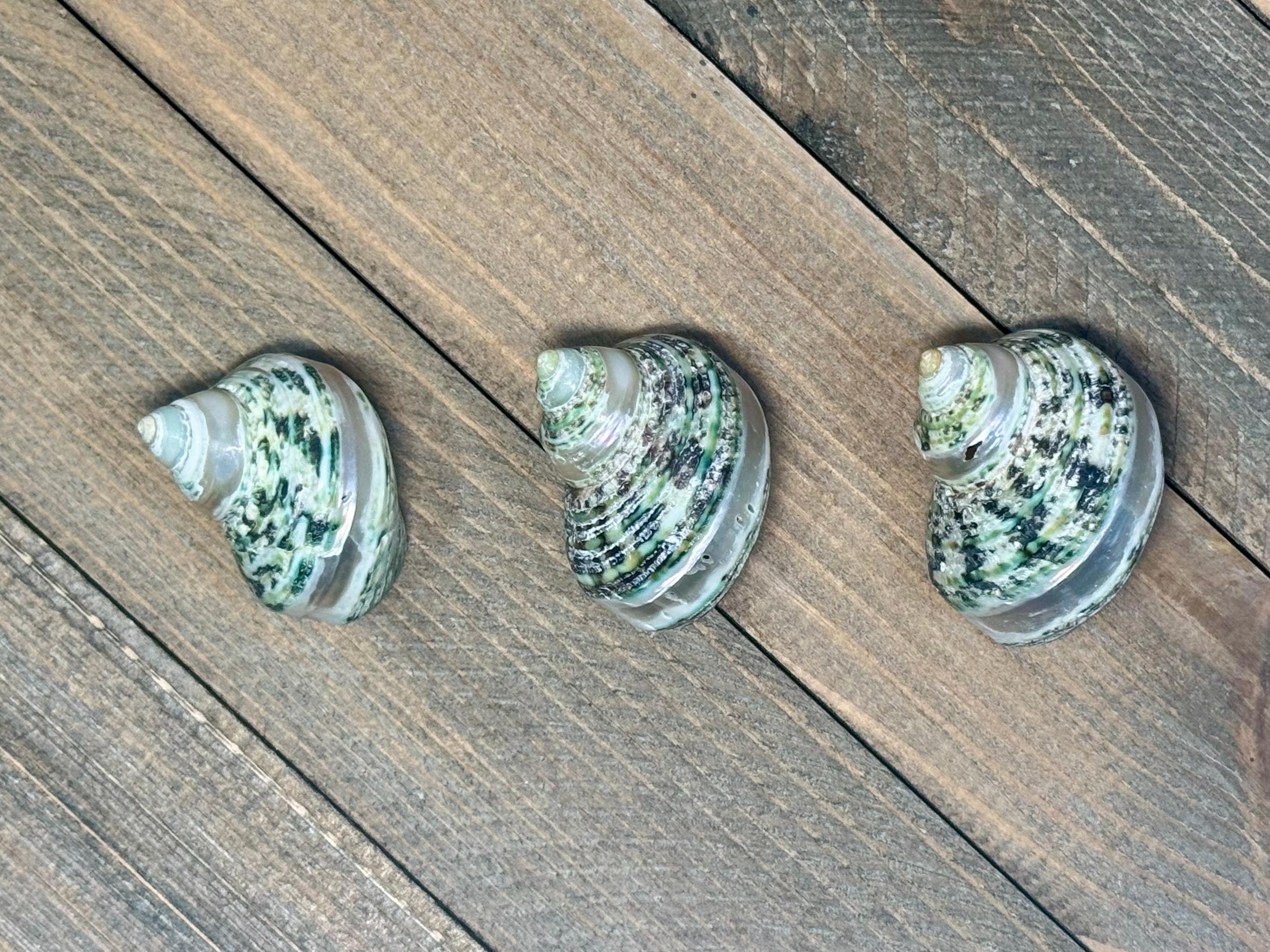 Turbo Bruneus Banded Shells (Set of 3)