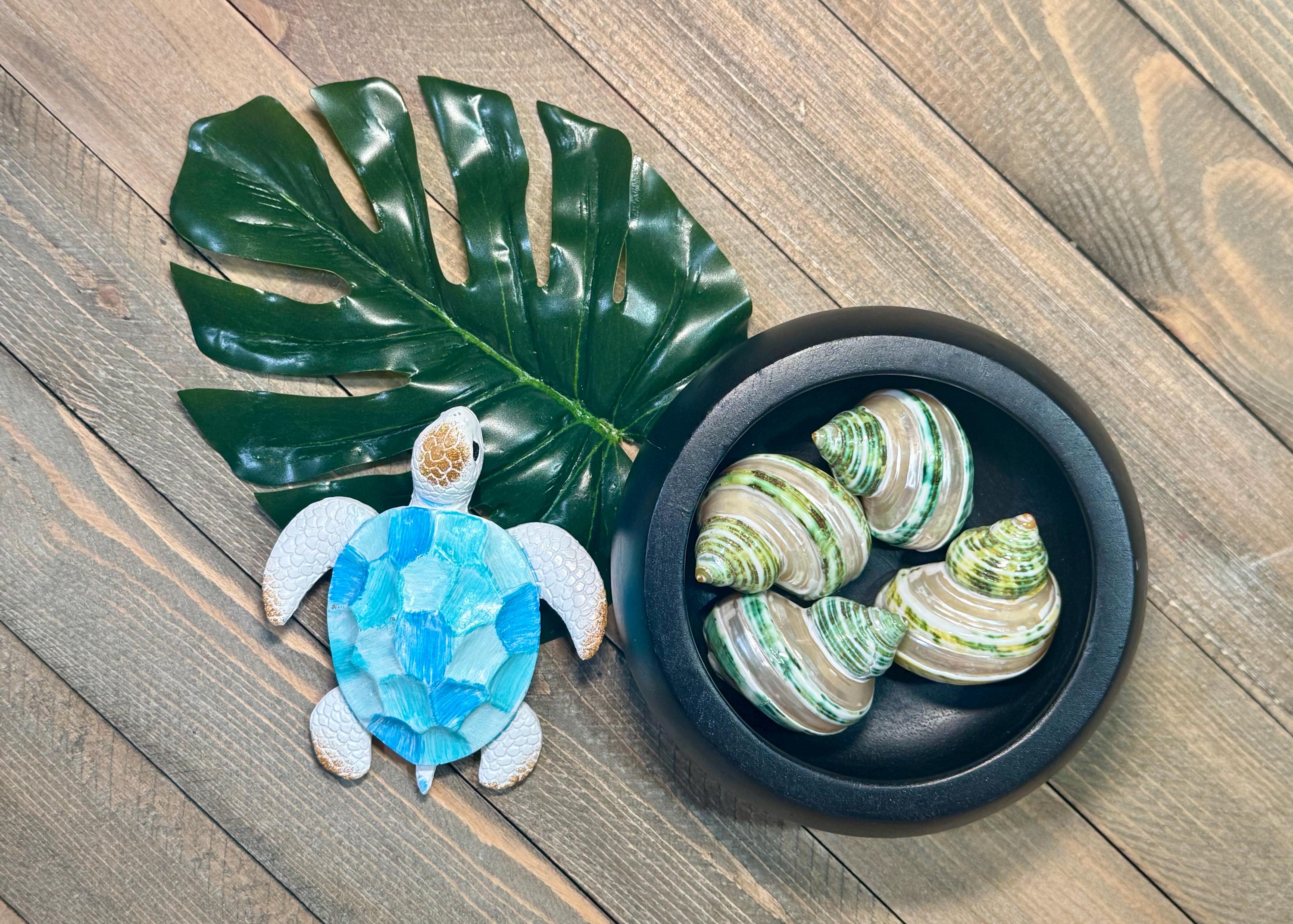 Polished Green Turbo Banded Shells (Set of 3)