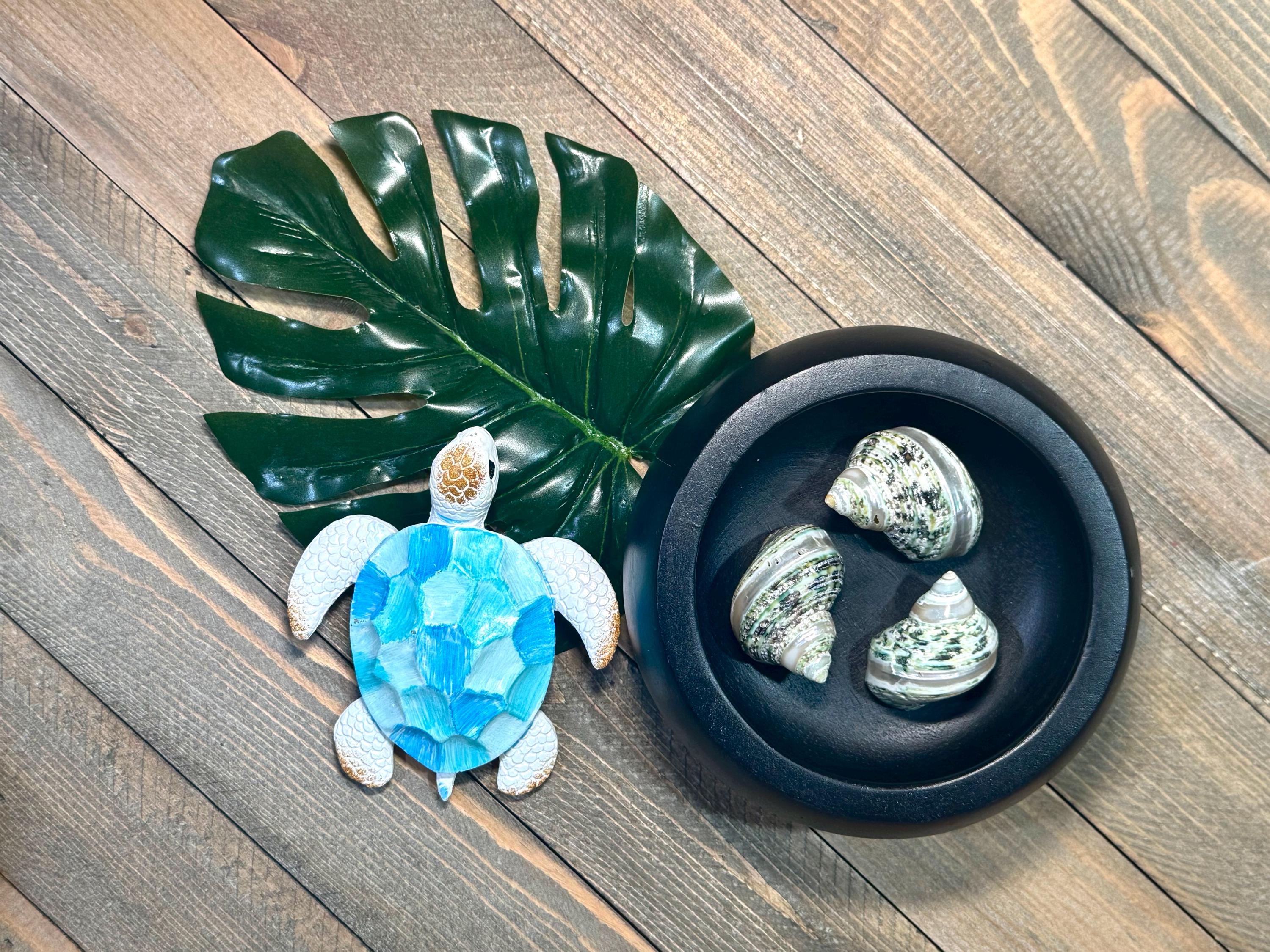 Turbo Bruneus Banded Shells (Set of 3)