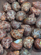 Polished Turbo Petholatus Shells (Set of 3)