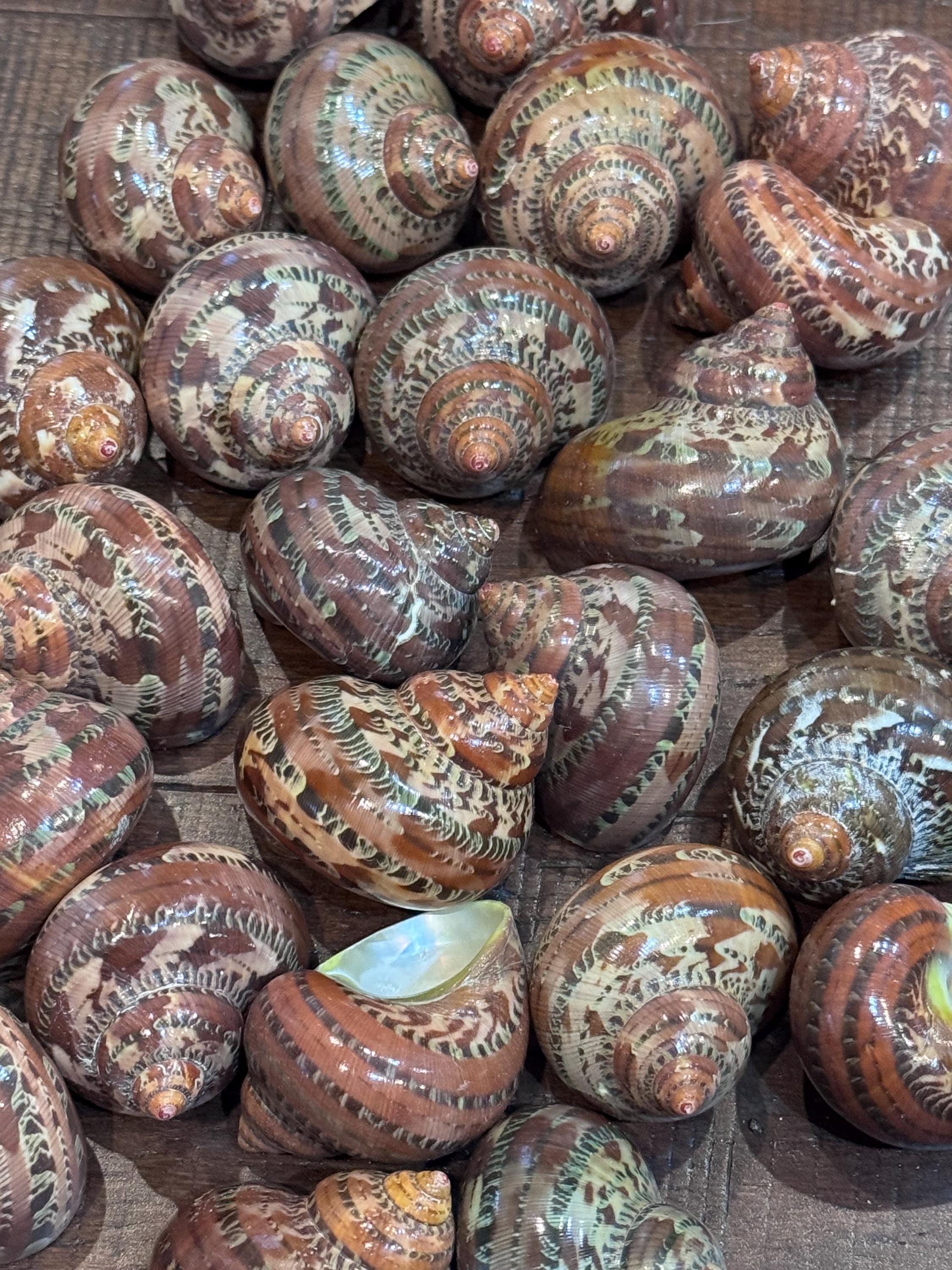 Polished Turbo Petholatus Shells (Set of 3)