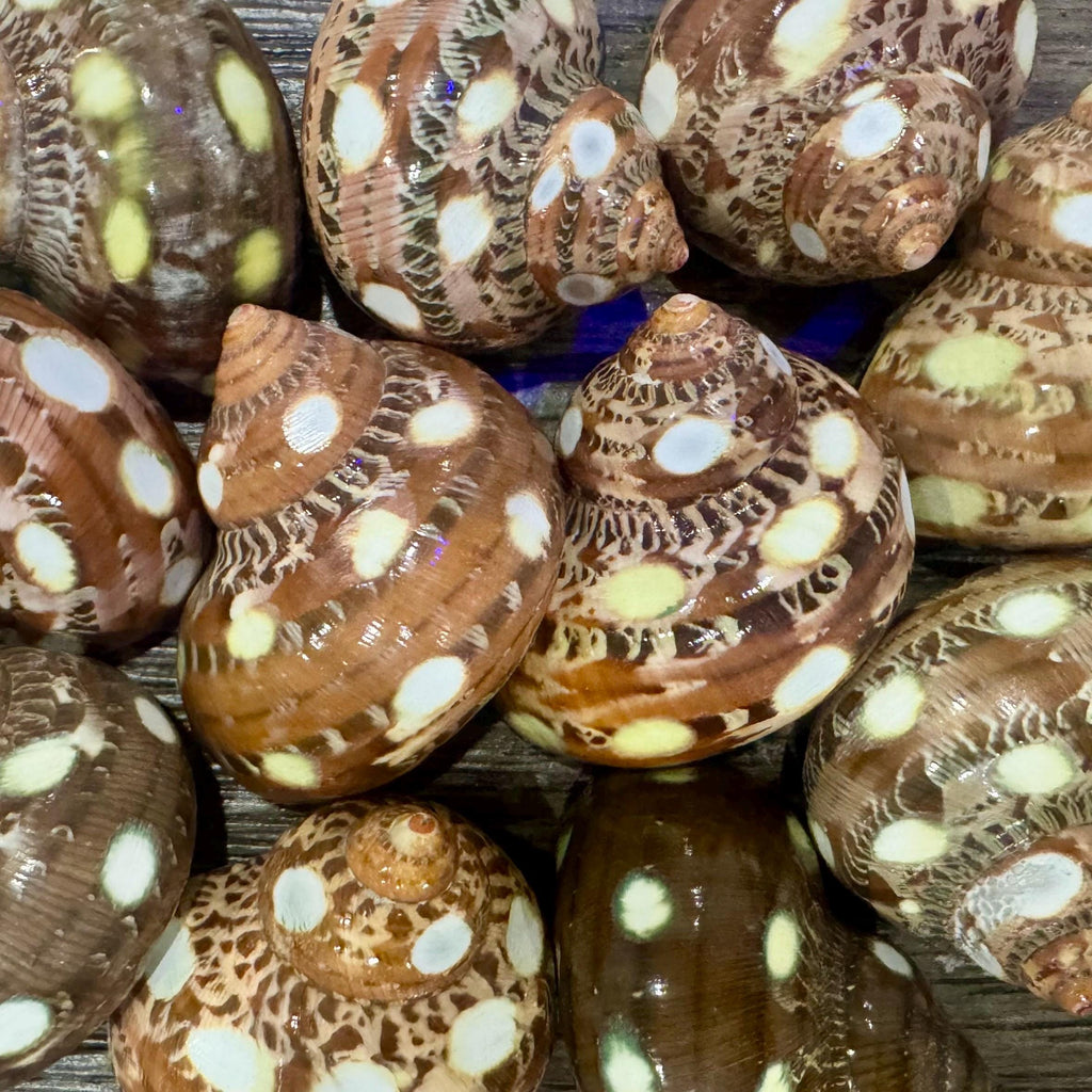 Spotted Turbo Petholatus Shells | 22.5 Hermit Crab Homes | Openings 0.801.09 (set of 3)
