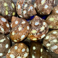 Spotted Turbo Petholatus Shells | 22.5 Hermit Crab Homes | Openings 0.801.09 (set of 3)