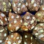 Spotted Turbo Petholatus Shells | 22.5 Hermit Crab Homes | Openings 0.801.09 (set of 3)