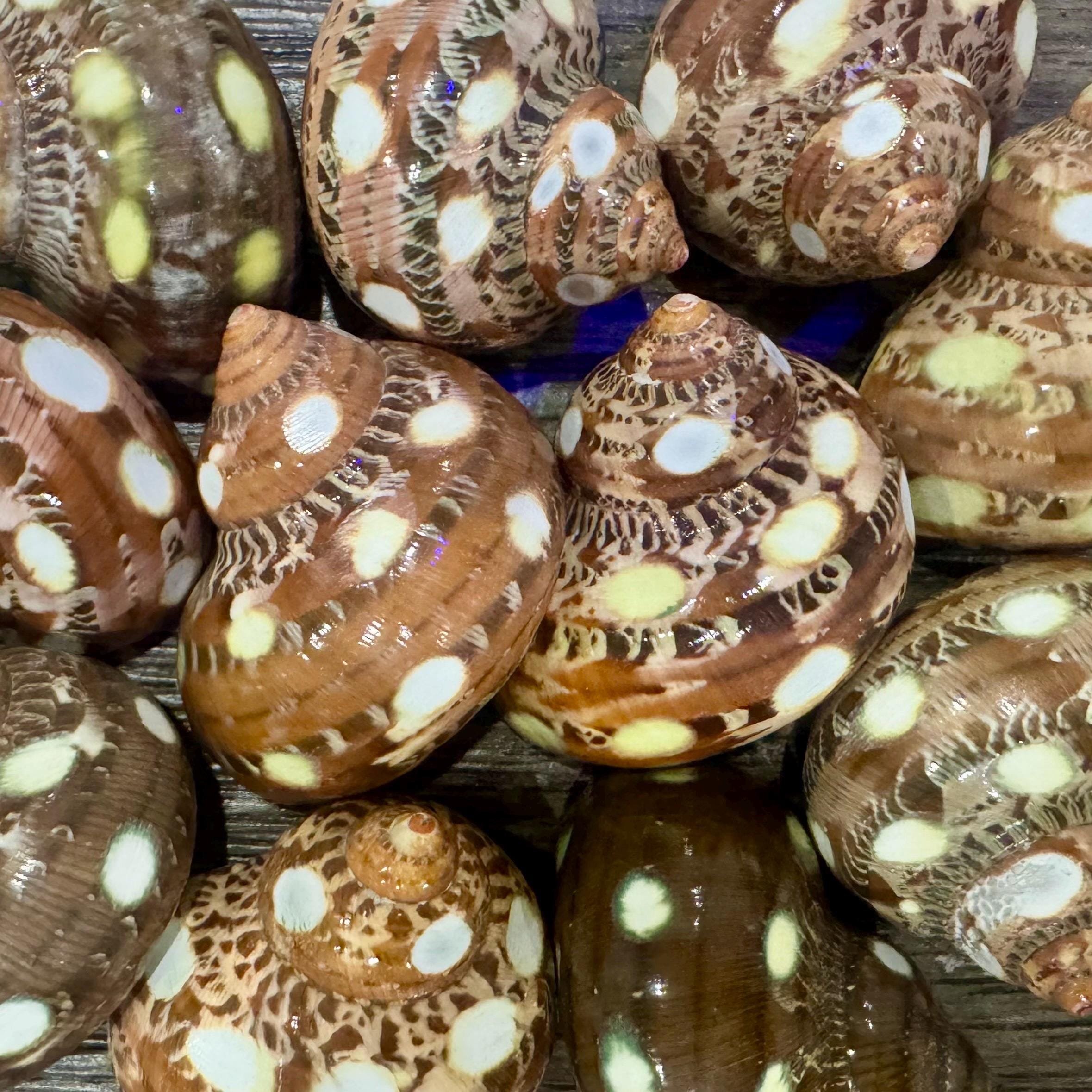 Spotted Turbo Petholatus Shells | 22.5 Hermit Crab Homes | Openings 0.801.09 (set of 3)