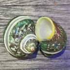 Banded Tapestry Turban Shells | 22.5 with 0.901.29 Opening - (Set of 3)