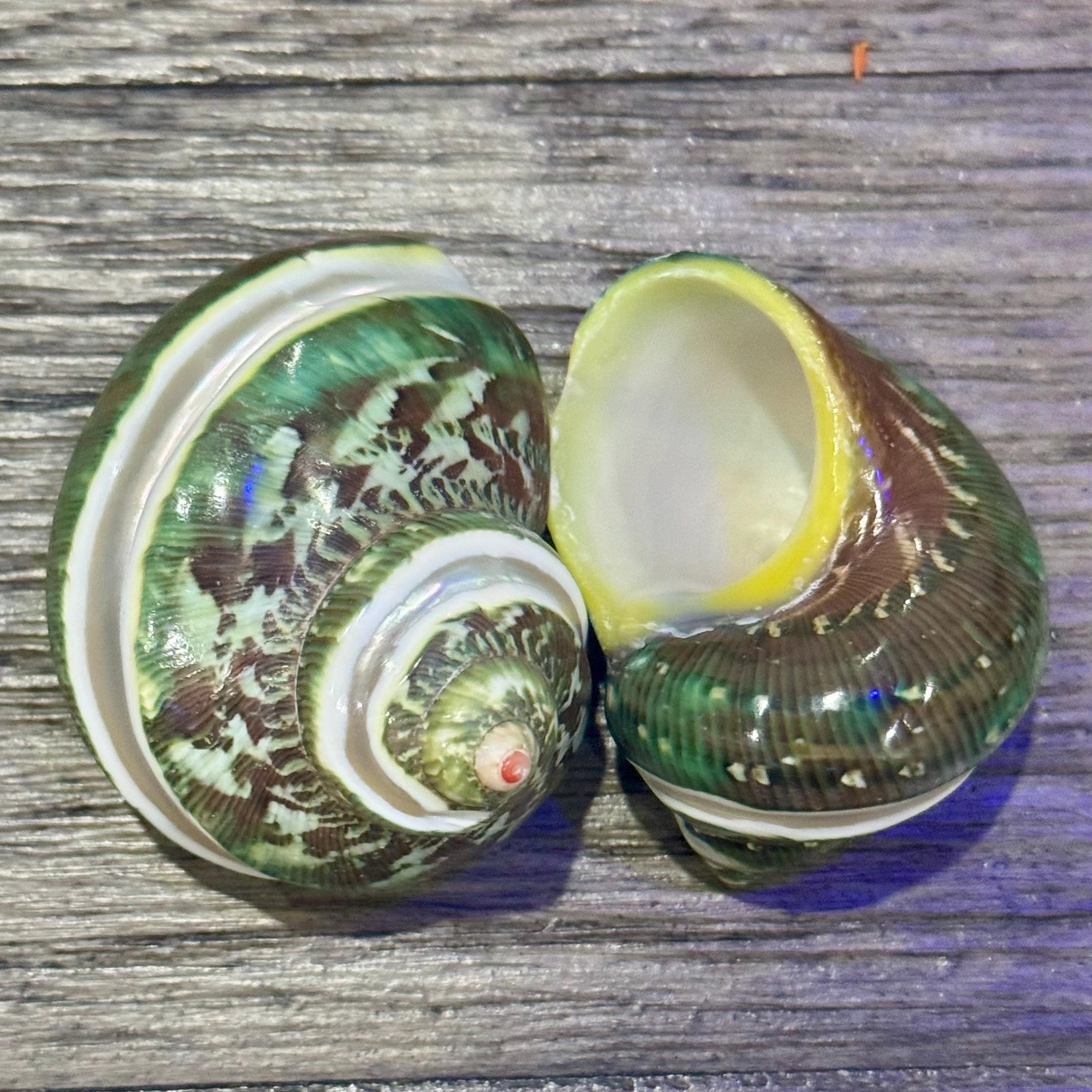 Banded Tapestry Turban Shells | 22.5 with 0.901.29 Opening - (Set of 3)
