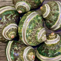 Banded Tapestry Turban Shells | 22.5 with 0.901.29 Opening - (Set of 3)