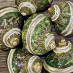 Banded Tapestry Turban Shells | 22.5 with 0.901.29 Opening - (Set of 3)