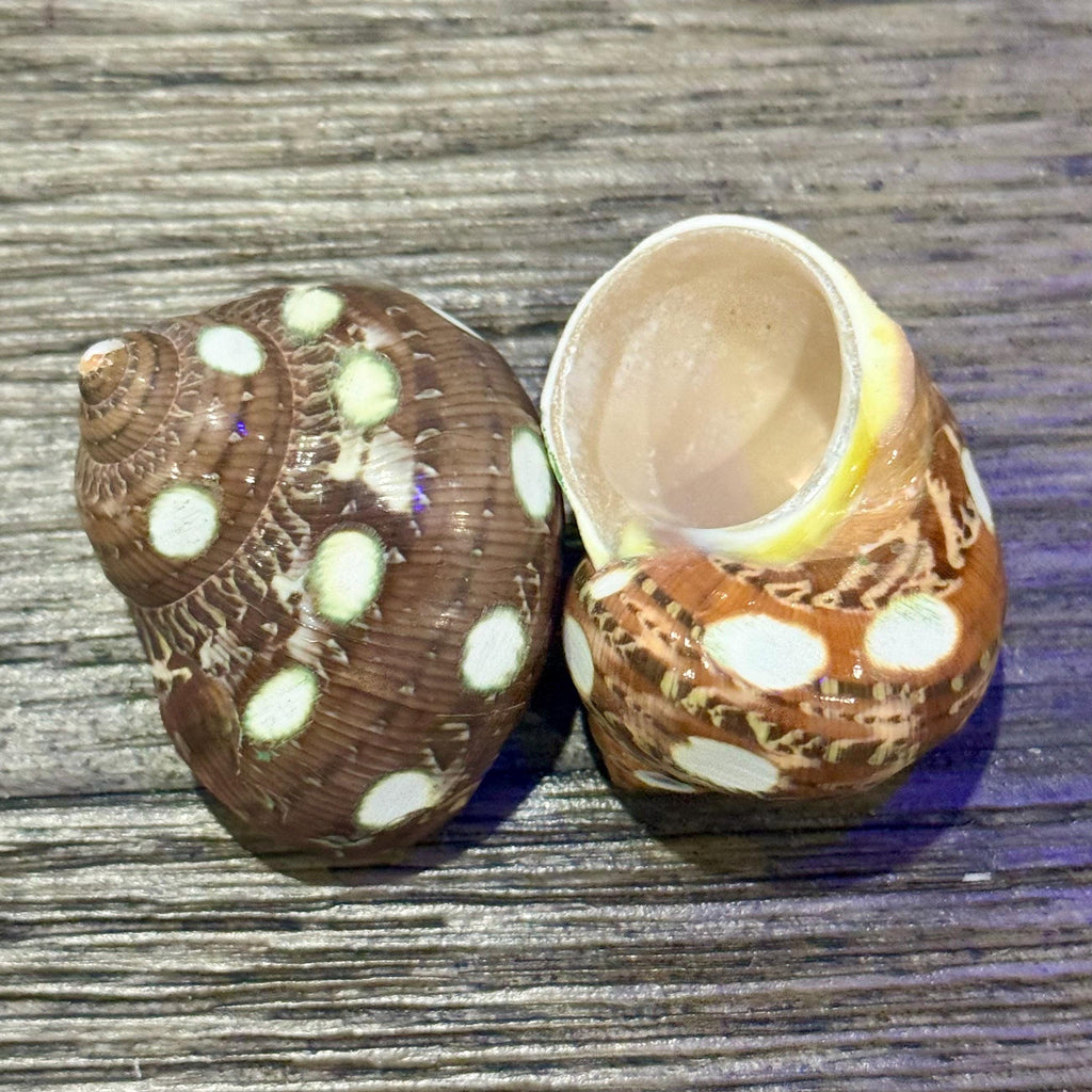 Spotted Turbo Petholatus Shells | 22.5 Hermit Crab Homes | Openings 0.801.09 (set of 3)