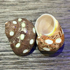 Spotted Turbo Petholatus Shells | 22.5 Hermit Crab Homes | Openings 0.801.09 (set of 3)