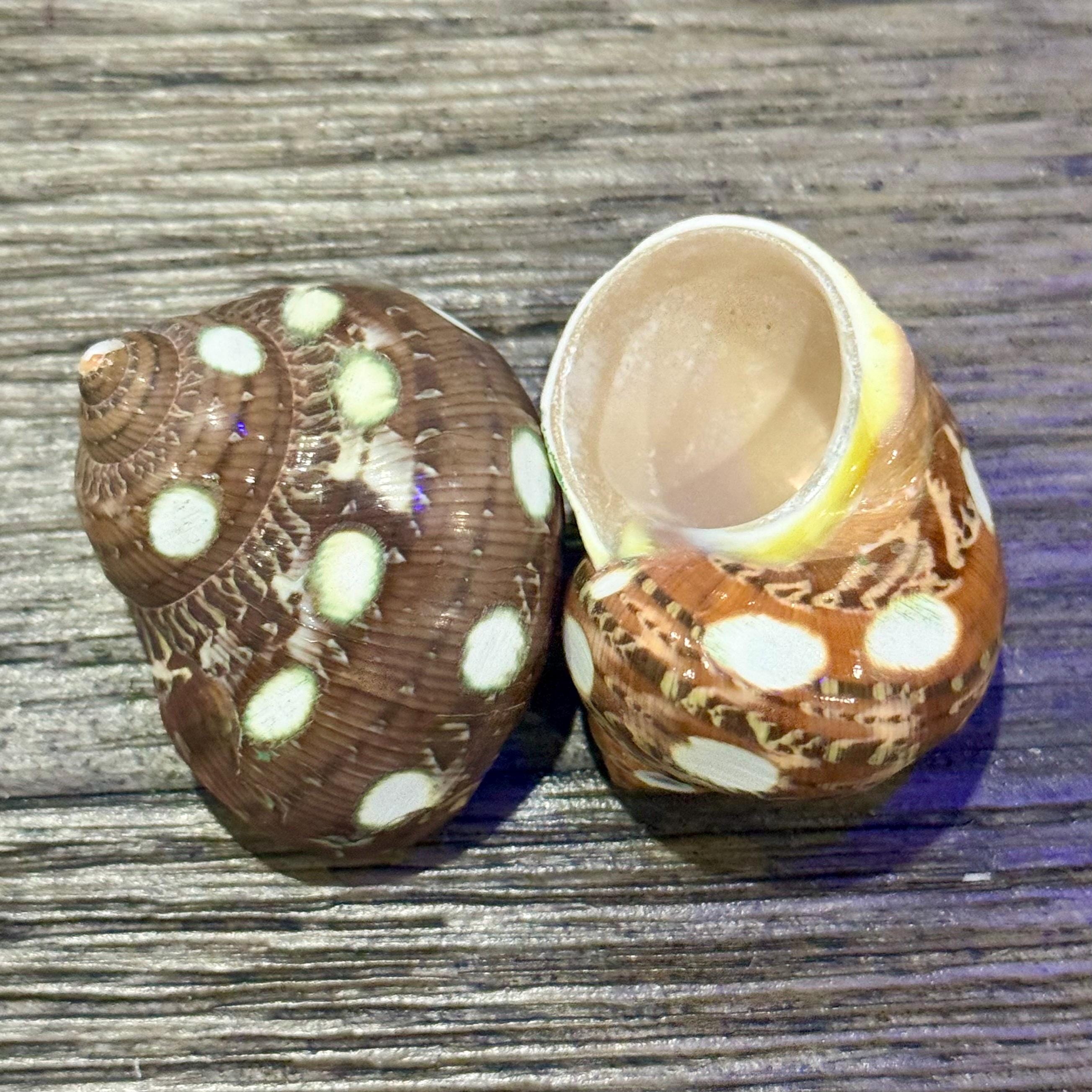 Spotted Turbo Petholatus Shells | 22.5 Hermit Crab Homes | Openings 0.801.09 (set of 3)