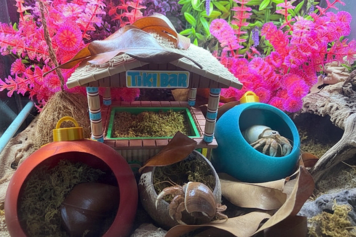 Tiki Bar Hermit Crab Foraging Station: Tropical Beach Hideout