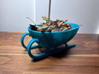 Foraging & Shell Shop Sleigh Dish