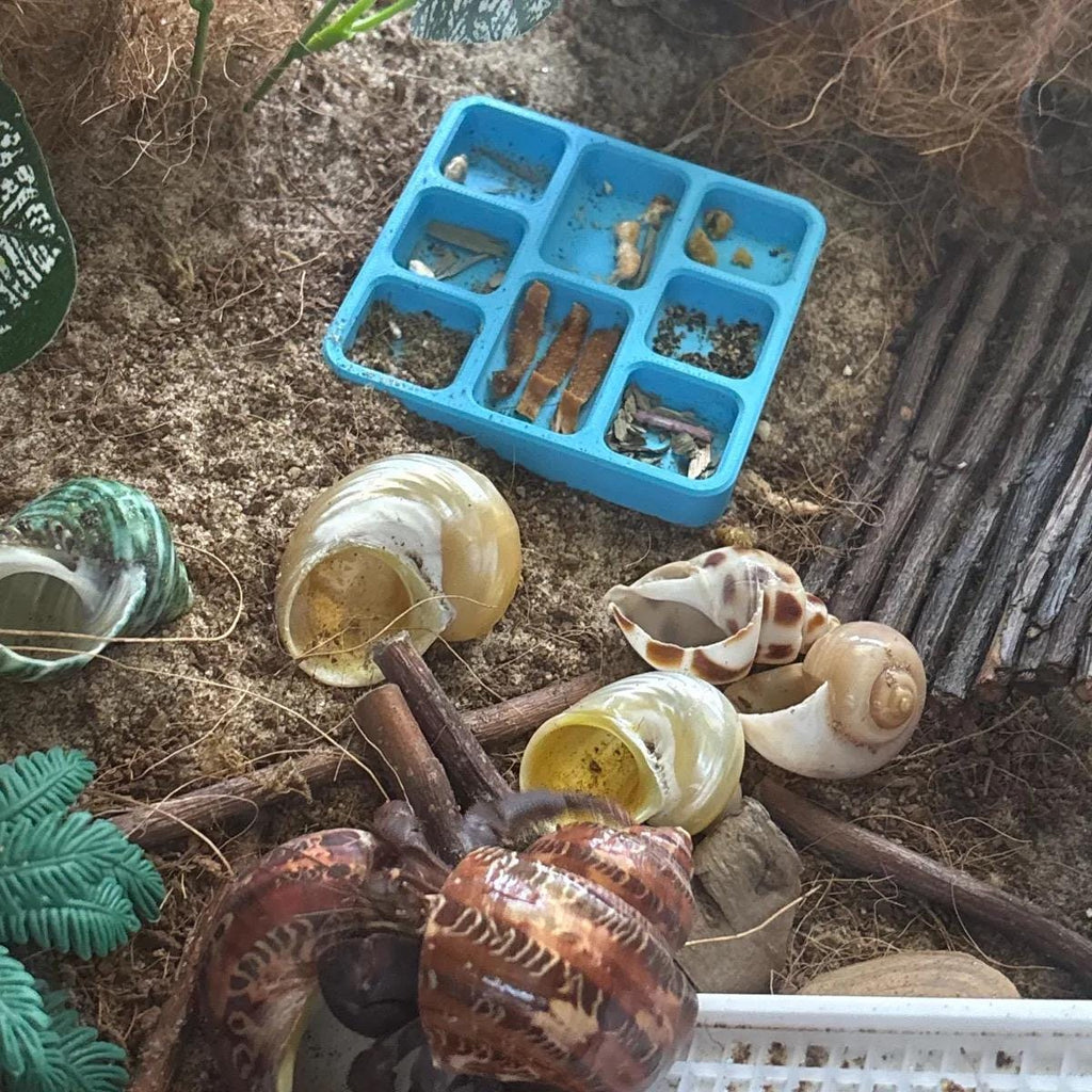 Hermit Crab Food Dish - 8 Slot (3D Printed)