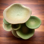 Hermit Crab Mushroom Climbing Toy & Foraging Dish - V2 | 3D Printed PLA Habitat Decor | Crabby Comforts Enrichment Accessory