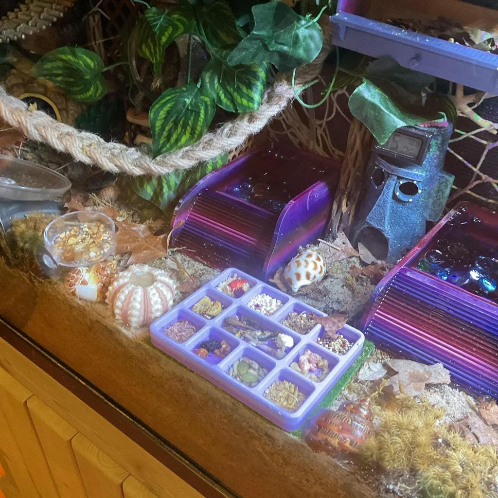Hermit Crab Food Dish - 11 Slot (3D Printed)