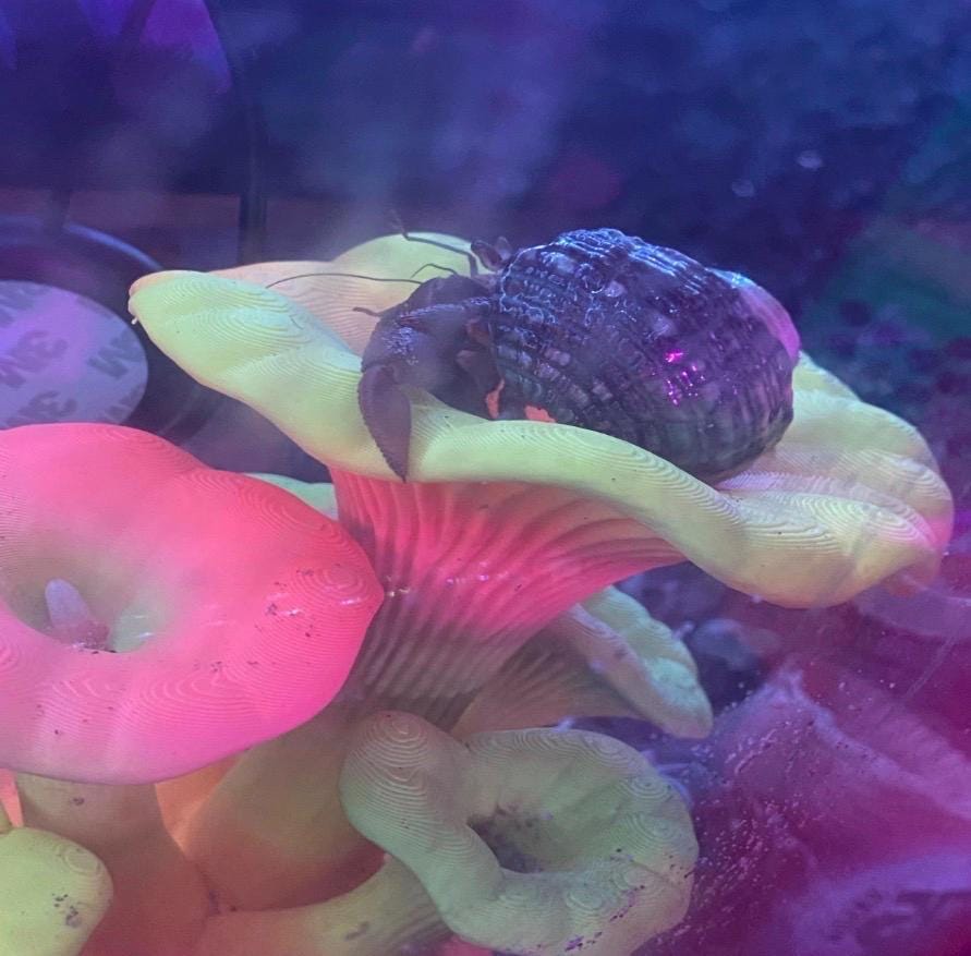 Hermit Crab Mushroom Toy & Foraging Dish | 3D Printed PLA Habitat Decor