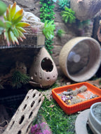 Hanging Hermit Crab Hideout Pod | Natural Terrarium Decor