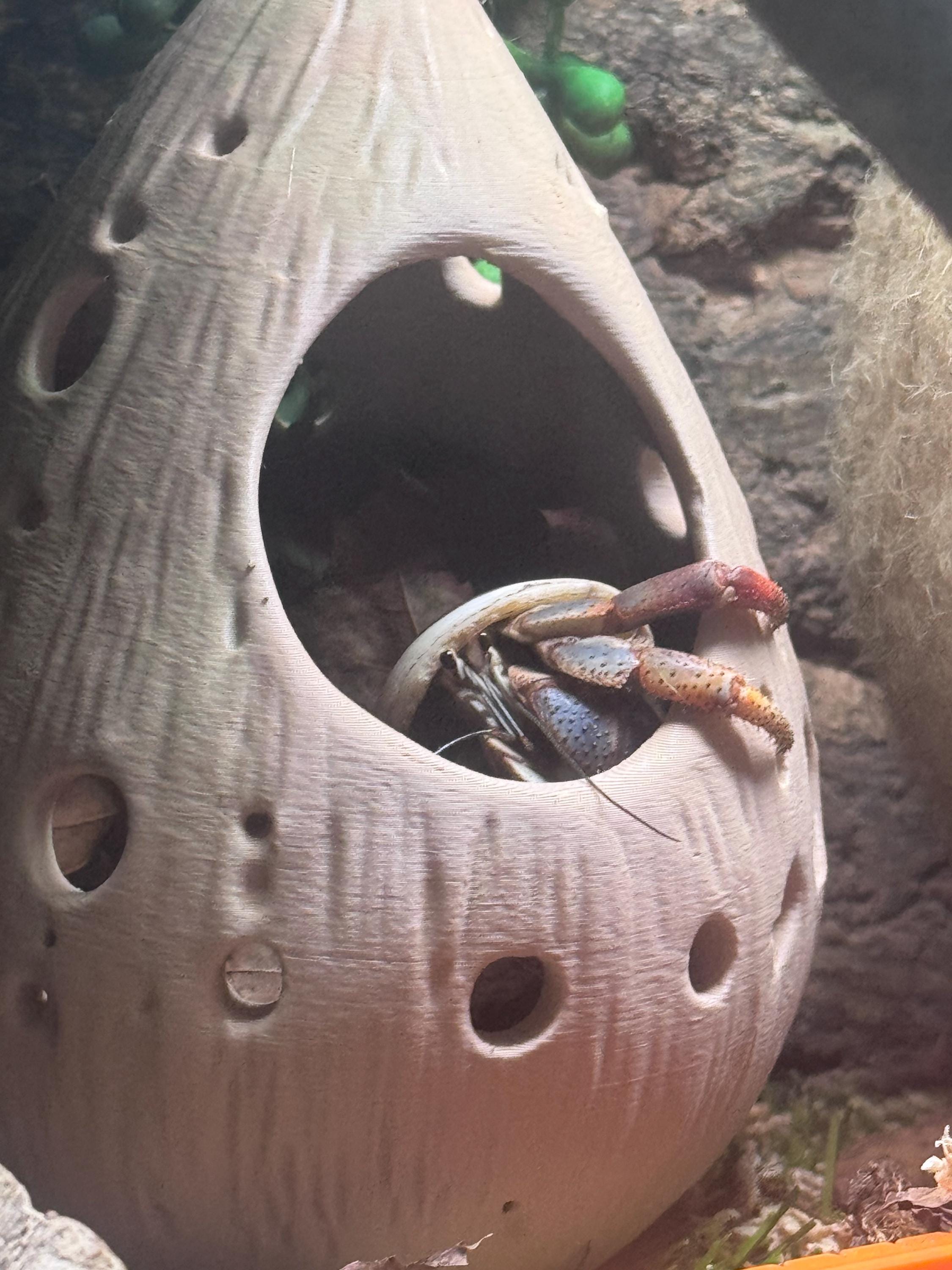 Hanging Hermit Crab Hideout Pod | Natural Terrarium Decor