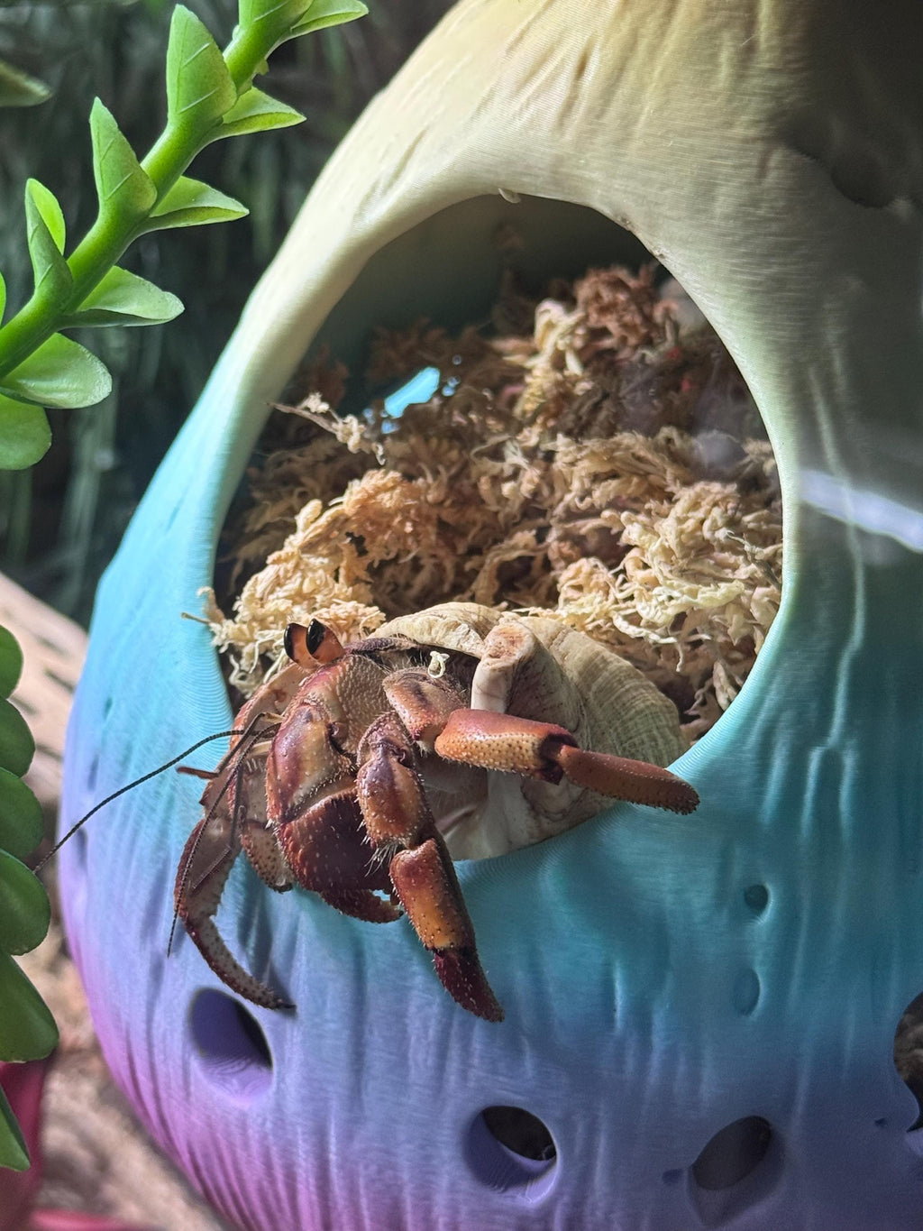 Hanging Hermit Crab Hideout Pod | Natural Terrarium Decor