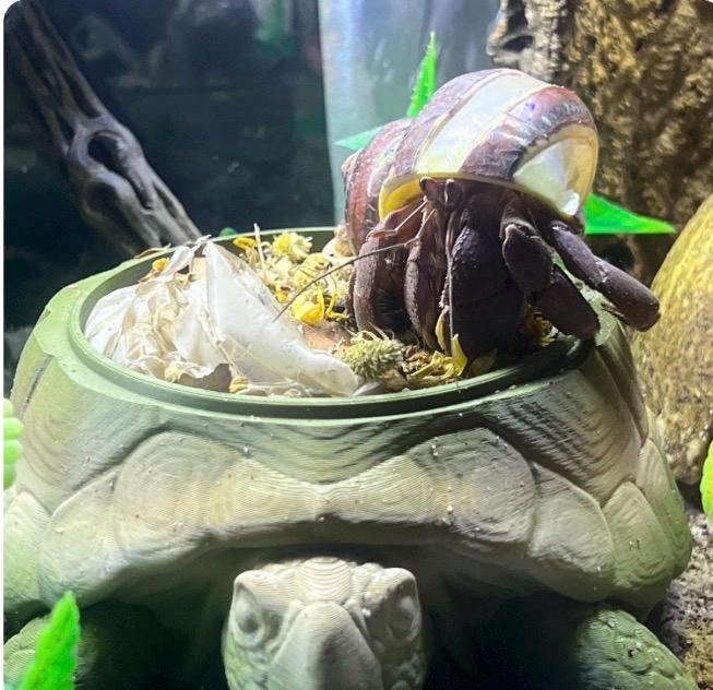 Turtle Foraging Food Dish | Hermit Crab, Reptile & Invertebrate Enrichment Bowl