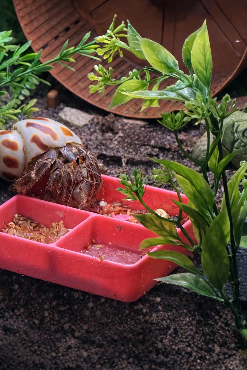 Hermit Crab Staples Dish - 3 Slot (3D Printed)