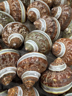 Banded Tapestry Turban Shells | 22.5 with 0.901.29 Opening - (Set of 3)